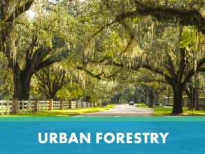 Urban Forestry